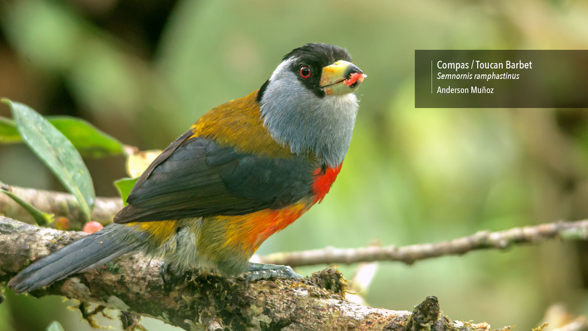 Compas-Semnornis-ramphastinus-Foto-por-Anderson-Muñoz-Mapalina-Birding-Trails-2