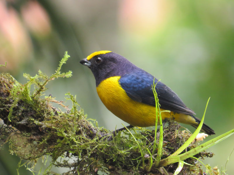 Euphonia-xanthogaster