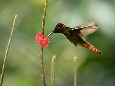 ChrysolampisMadhu-colombia-birdfair