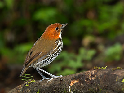 Madhu-2700-Chesnut-crowned-Antpitta-colombia-birdfair