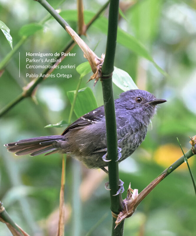 cercomacroides-parkeri