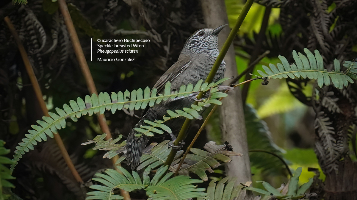 cucarachero-buchipecoso-portada