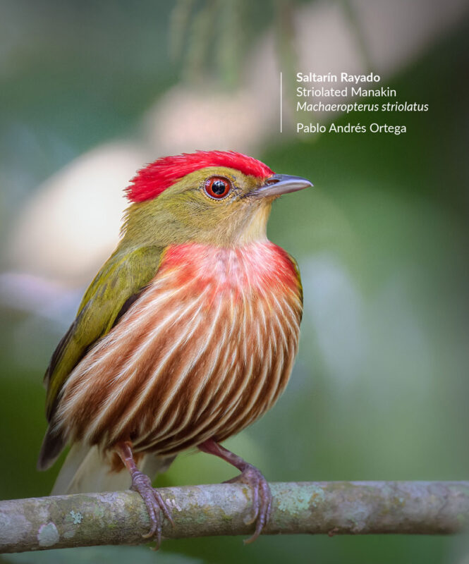 machaeropterus-striolatus