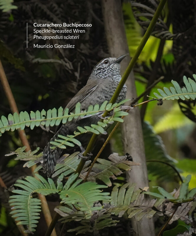 pheugopedius-sclateri