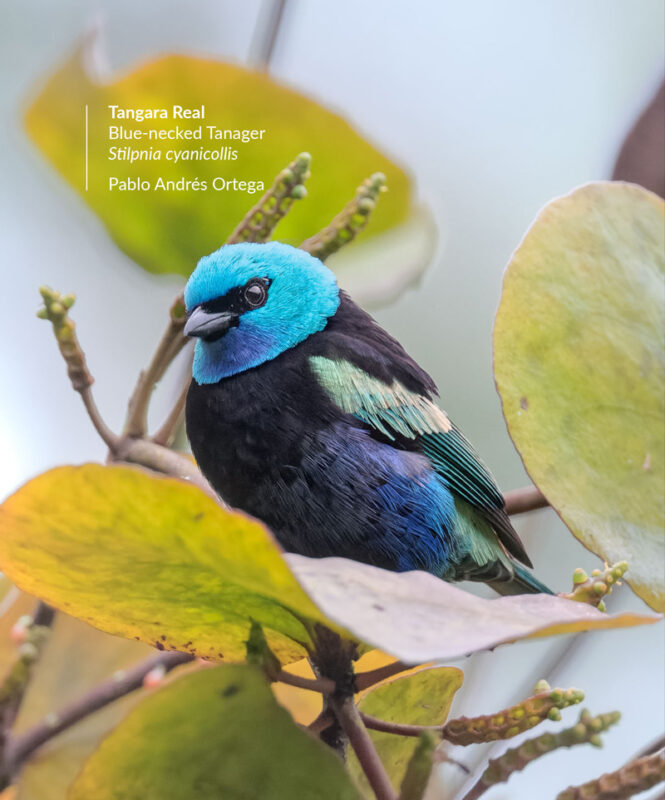 stilpnia-cyanicollis