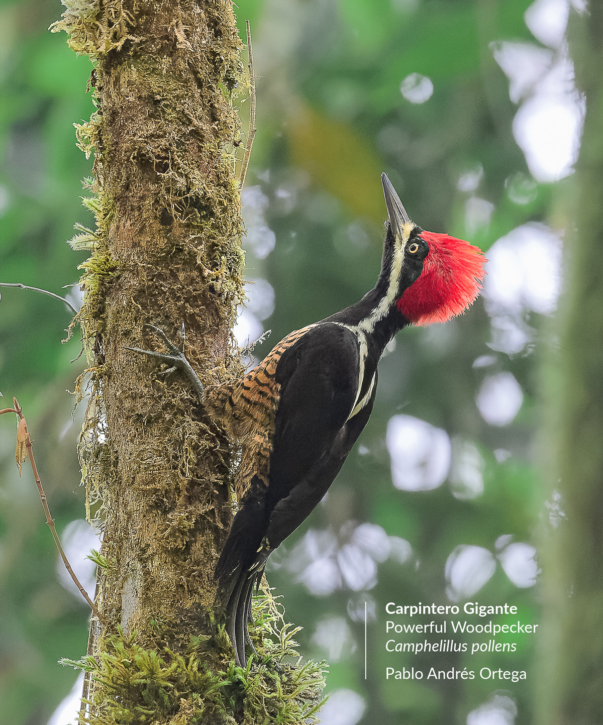 camphelillus-pollens-carpintero-gigante-powerful-woodpecker-2+