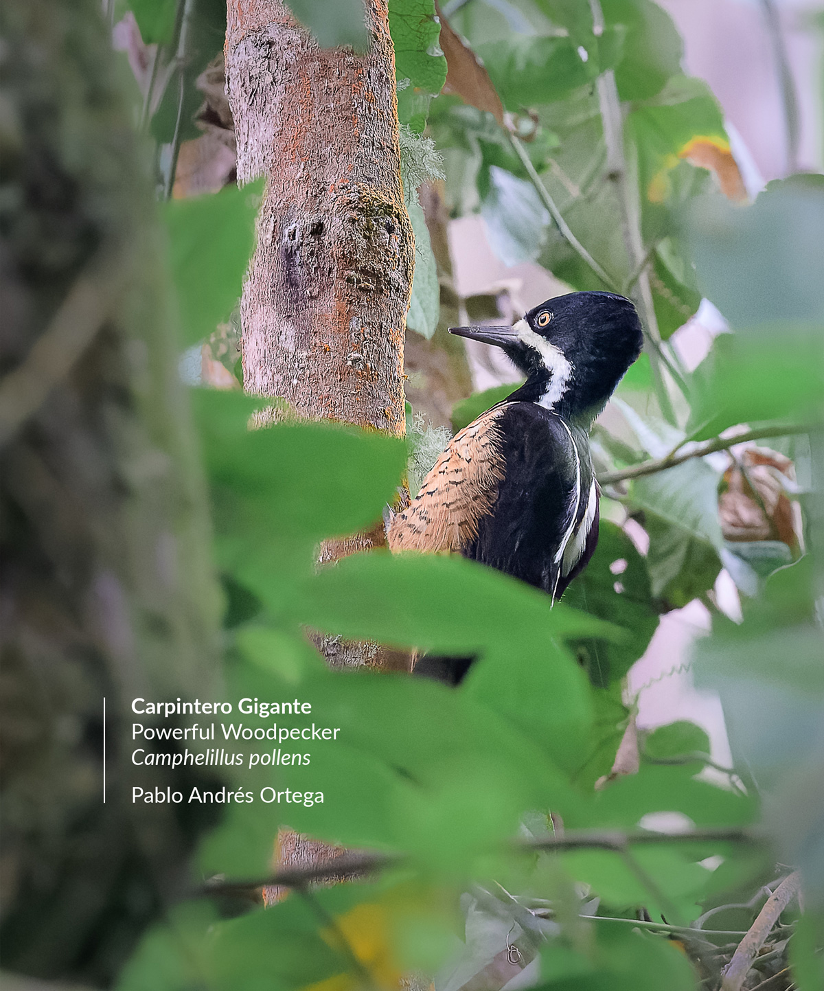 camphelillus-pollens-carpintero-gigante-powerful-woodpecker