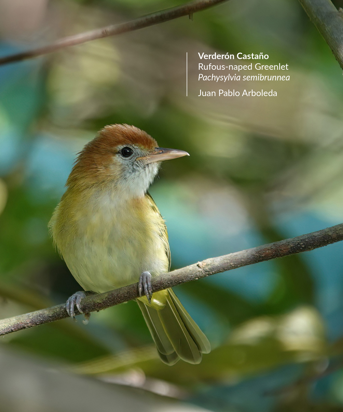 pachysylvia-semibrunnea