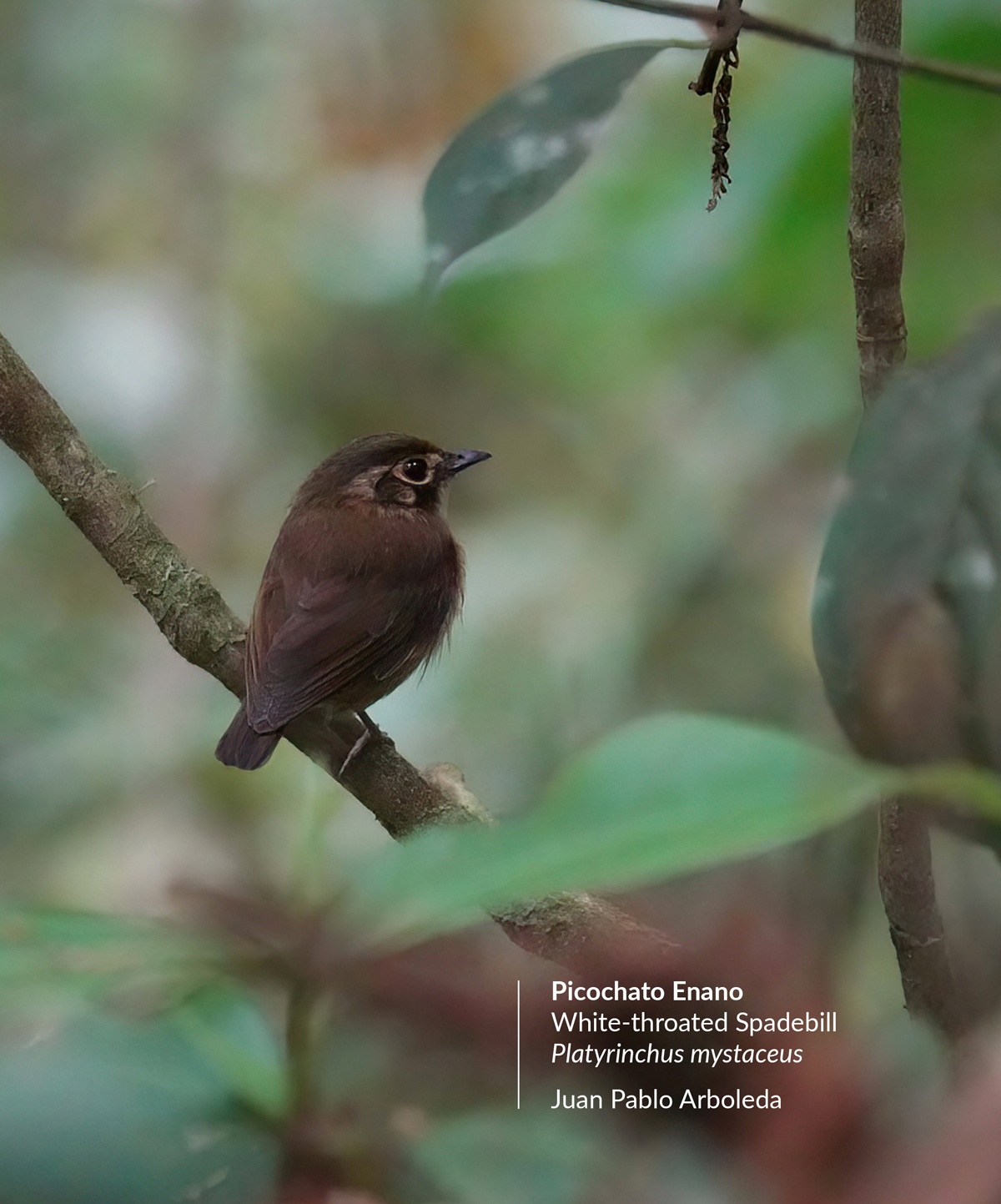 platyrinchus-mystaceus