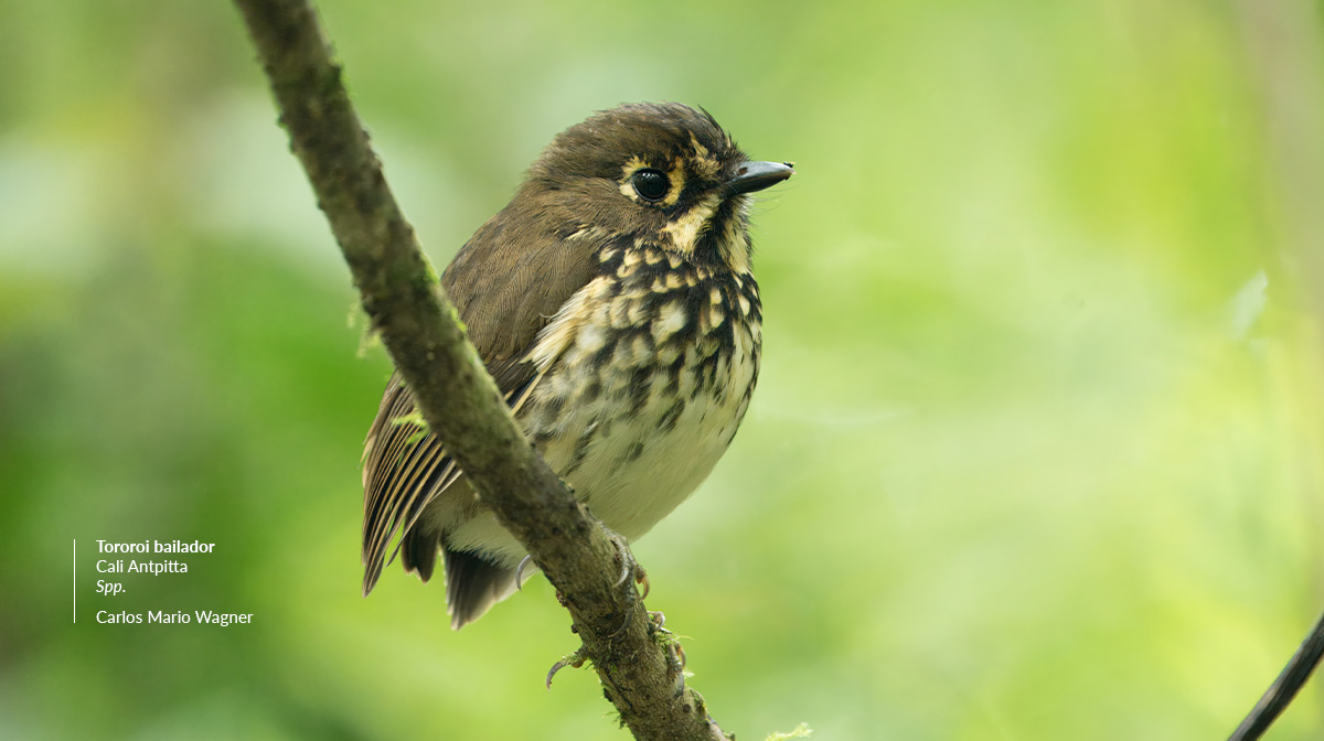 spp-tororoi-bailador-cali-antpitta