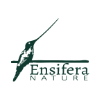 ensifera-nature