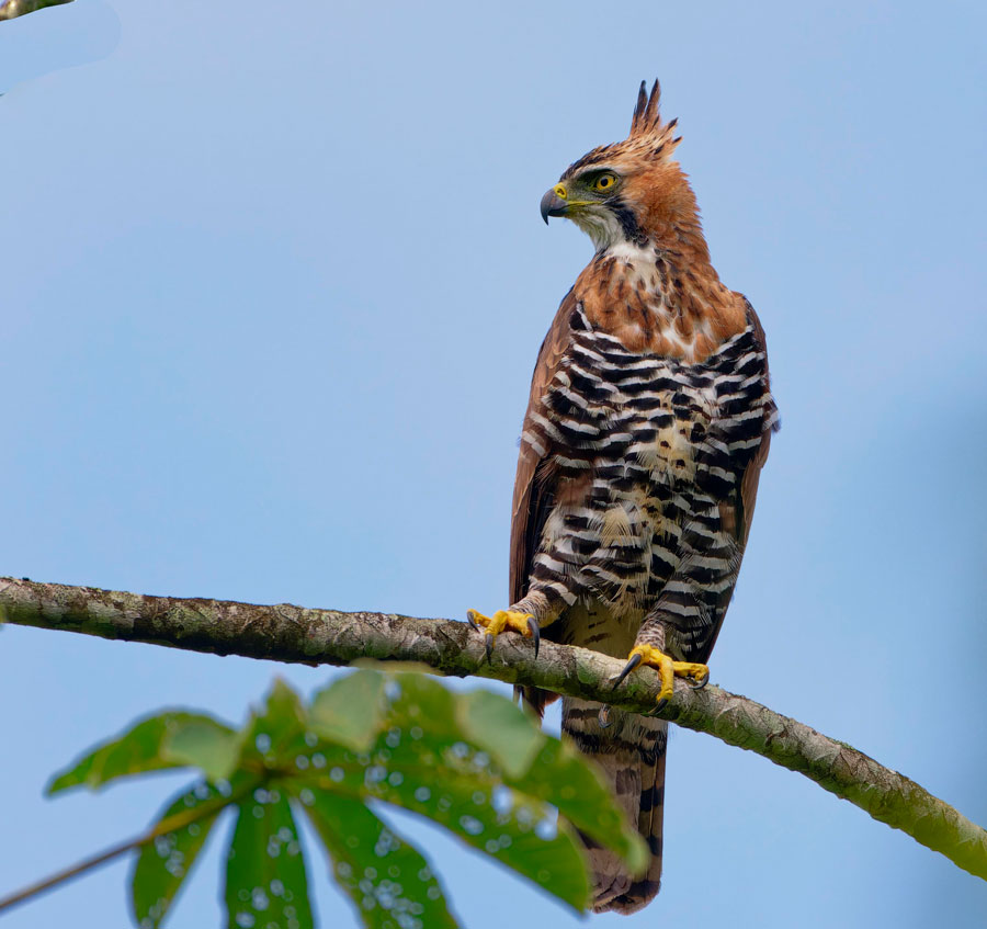 Pretour-Colombia-Birdfair