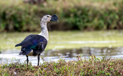 Comb-Duck-Sarkidiornis-sylvicola