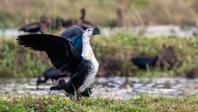 Comb-Duck-Sarkidiornis-sylvicola1