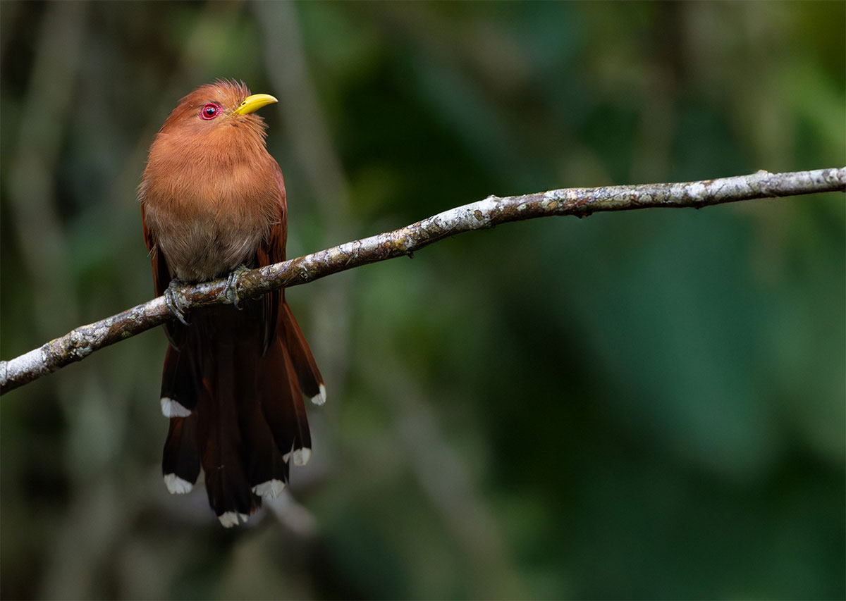 Cuco-ardilla-Chico-Little-humedales
