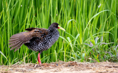 Spotted-Rail-Pardirallus-maculatus
