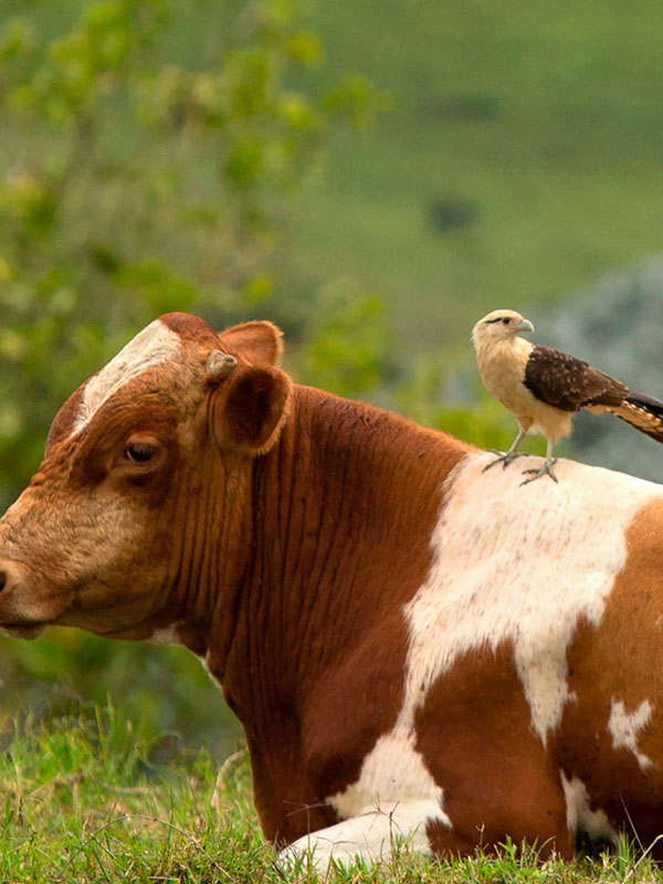 agricultura-colombia-birdfair <b>ENTRADA LIBRE</b></br> Panel: Agricultura con la naturaleza, creando oportunidades para las aves en paisajes productivos - Image 1